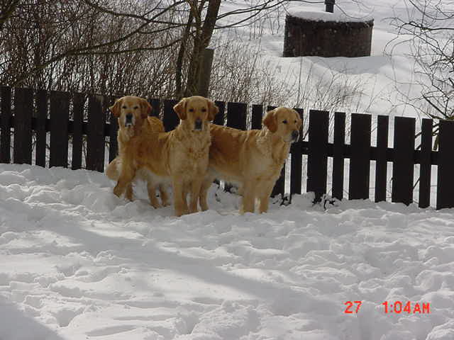 Colly, Lady och Lizzy i snön.