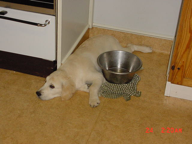 Bonny vaktar vattenskålen.