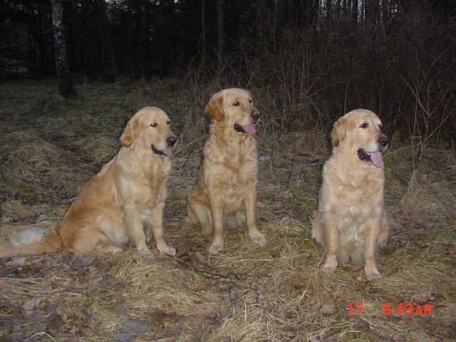 Colly, Lady och Lizzy i skogen.